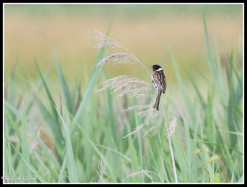 Bruant des roseaux